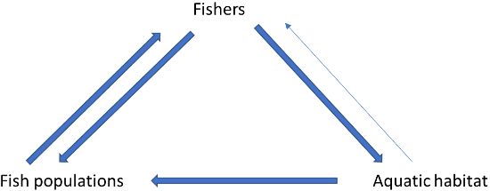 A very simple conceptual model for how fishers, fish populations, and aquatic habitat are related. Fishers affect fish populations (often via harvest or discard mortality) but also fisher behavior is affected by the abundance of fish populations. Fishers can also affect aquatic habitat, sometimes by damaging it with their vessels.   Aquatic habitat affects fish populations, often via recruitment processes. Habitat effects on fish populations then affect fishers. Therefore, aquatic habitat can directly affect fishers, especially if fishers have strong aesthetic preferences, but these are not often considered to be as strong as the other effects shown. 