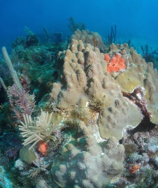 Figure 3. Coral reef off the Florida Keys.