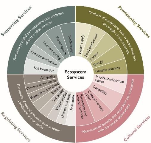 Figure 4. Categories of ecosystem services.