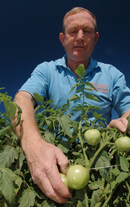 UF/IFAS Extension agent inspecting growing tomato vines. 