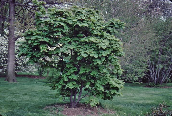 Figure 1. Full Form—Acer japonicum 'Vitifolium': 'Vitifolium' fullmoon maple.