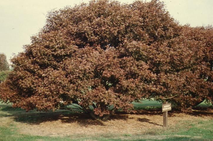 Figure 2. Full form, fall color—Acer palmatum 'Bloodgood': bloodgood Japanese maple.