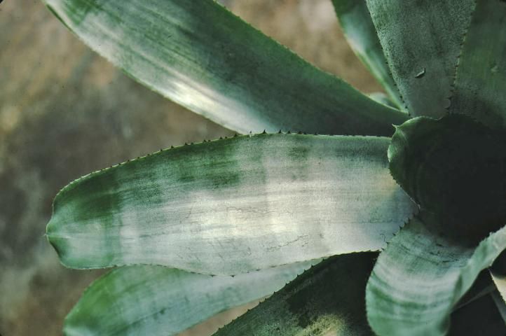 Figure 2. Leaf—Aechmea fasciata: silver vase.
