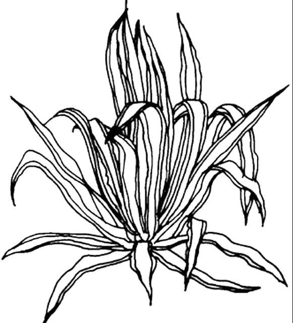 Figure 1. Full form—Agave americana 'Marginata': variegated century plant.
