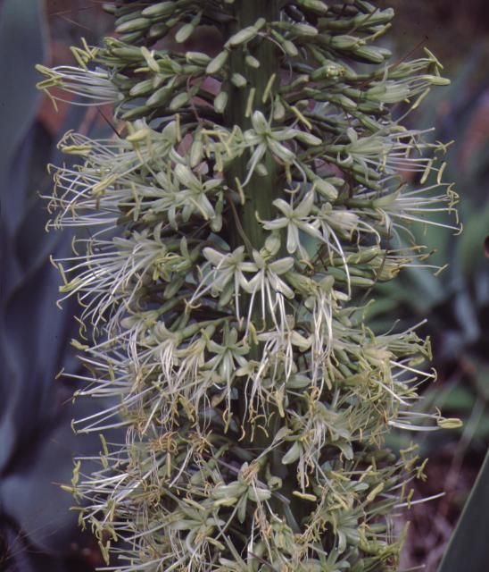 Figure 2. Flower—Agave attenuata: spineless century plant.