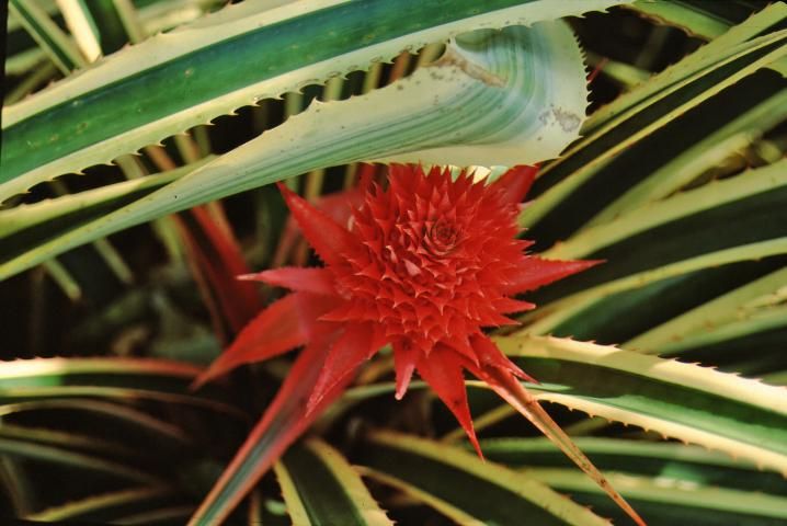 Figure 3. Flower—Ananas comosus: pineapple.