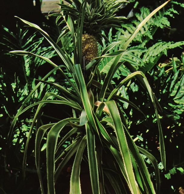 Figure 1. Full form—Ananas comosus: pineapple.