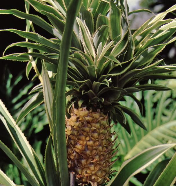 Figure 4. Fruit—Ananas comosus: pineapple.