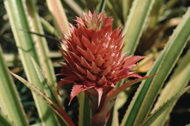 Figure 2. Fruit—Ananas comosus 'Variegatus': variegated pineapple.