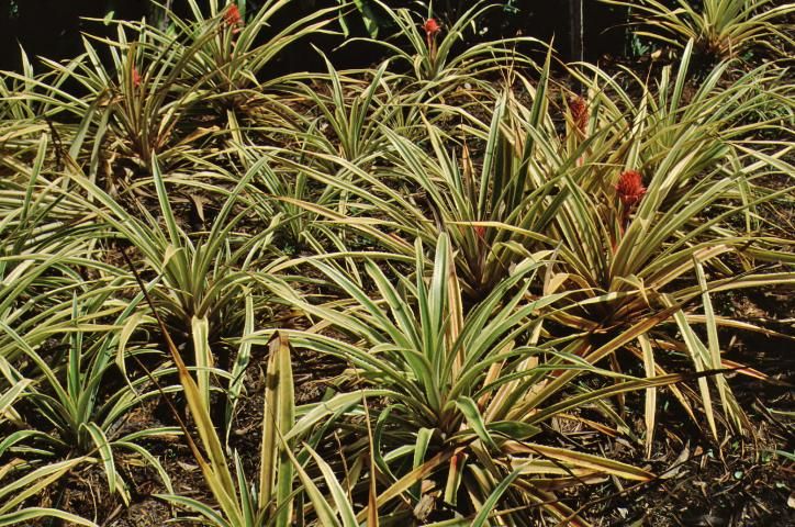 Figure 1. Full form—Ananas comosus 'Variegatus': variegated pineapple.