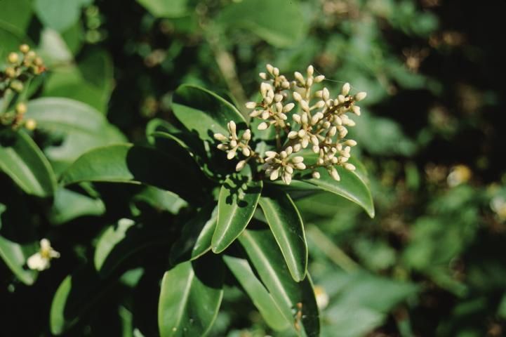Figure 1. Flower—Ardisia escallonioides: marlberry.