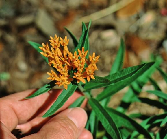 Figure 2. Flower—Asclepias tuberosa: butterfly weed, Indian paintbrush.
