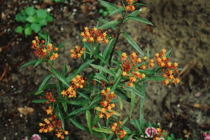 Figure 1. Full form—Asclepias tuberosa: butterfly weed, Indian paintbrush.