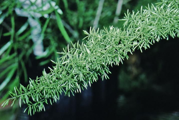 Figure 2. Leaf—Asparagus densiflorus 'Myers': 'Myers' asparagus fern.