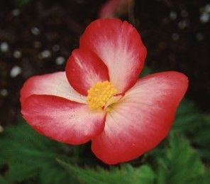 Flower - Begonia tuberhybrida: Hybrid Tuberous Begonia