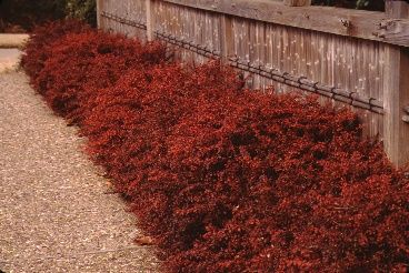 Full Form, Fall Color - Berberis julianae: Winterberry Barberry
