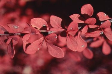 Leaf, Fall Color - Berberis thunbergii: Japanese Barberry