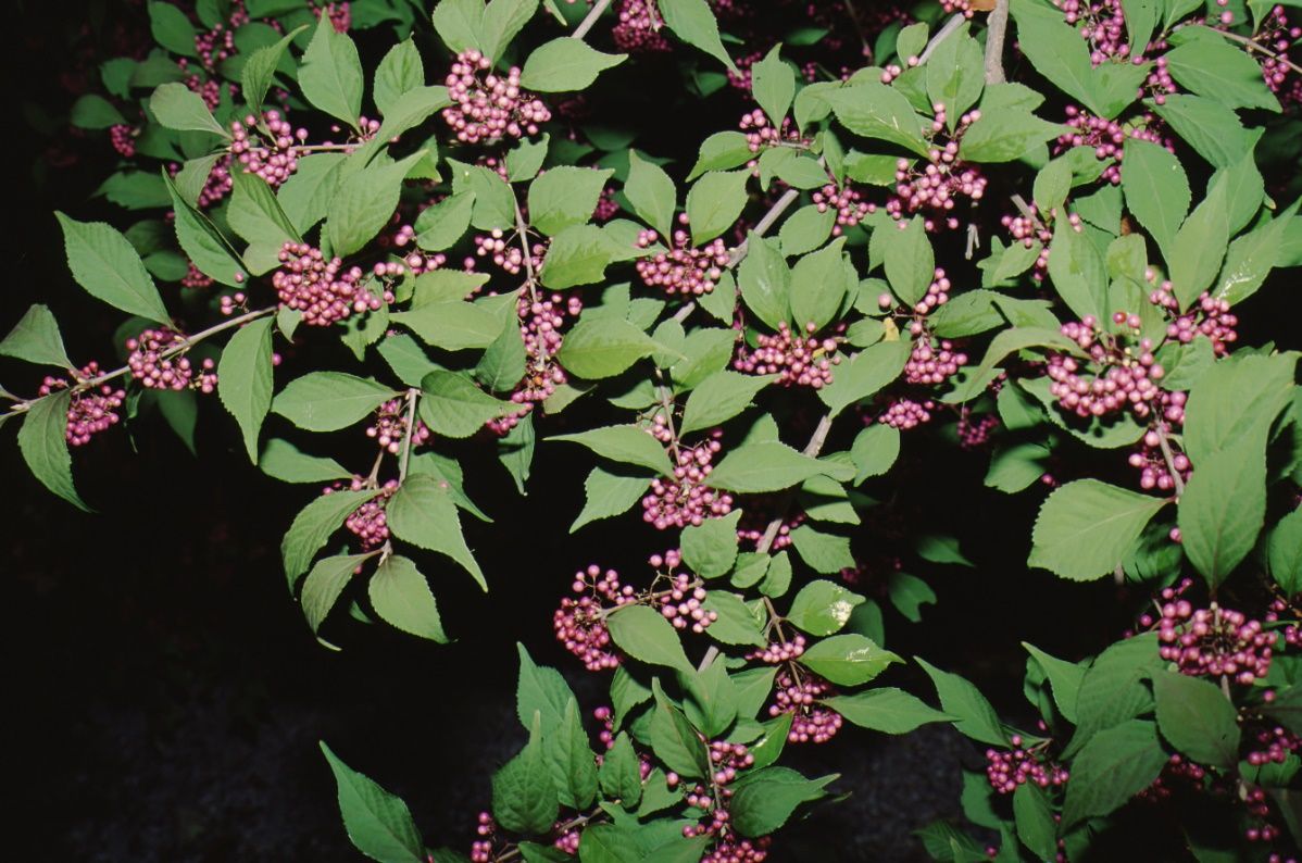 Leaf - Callicarpa japonica: Japanese Beautyberry