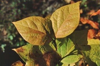 Leaf, Fall Color—Calycanthus floridus: Carolina Allspice, Sweetshrub