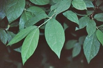 Leaf—Calycanthus floridus: Carolina Allspice, Sweetshrub