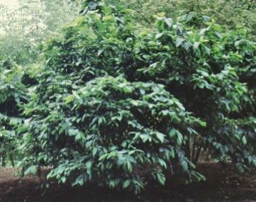 Full Form—Calycanthus floridus: Carolina Allspice, Sweetshrub