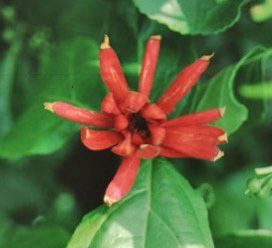Flower—Calycanthus floridus: Carolina Allspice, Sweetshrub