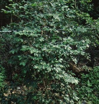 Leaf—Calyptranthes pallens: Spicewood, Pale Lidflower