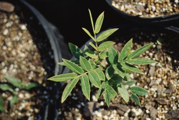 Leaf—Cassia bahamensis: Bahama Cassia