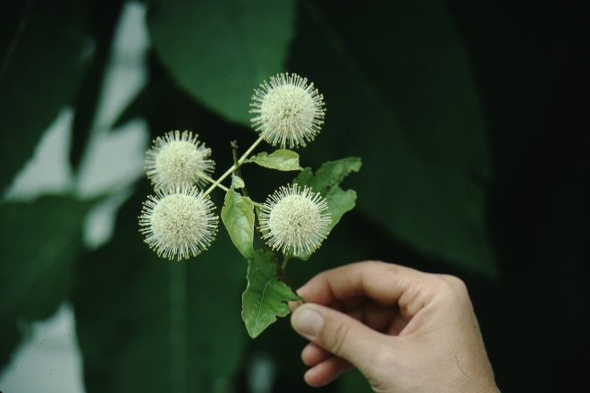 Flower—Cephalanthus occidentalis: Buttonbush