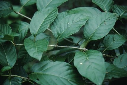 Leaf—Cephalanthus occidentalis: Buttonbush