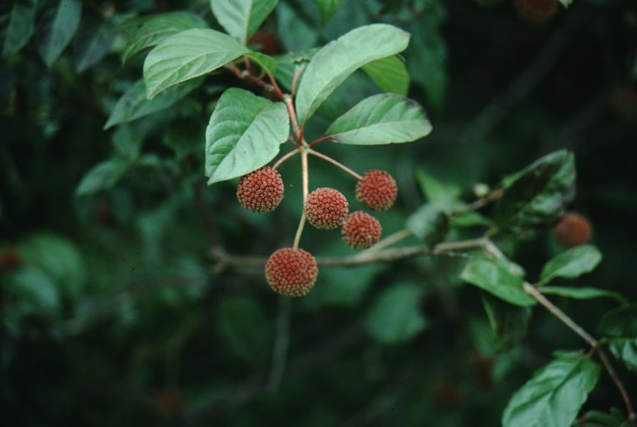 Fruit—Cephalanthus occidentalis: Buttonbush