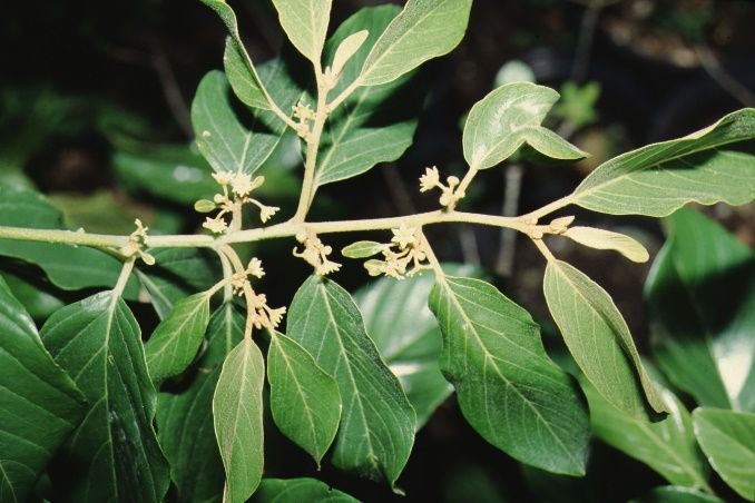 Leaf - Colubrina arborescens: Coffee Colubrina, Wild Coffee