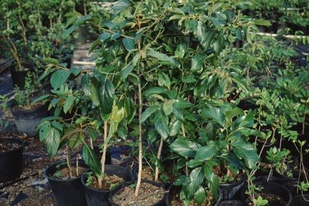 Full form - Colubrina arborescens: Coffee Colubrina, Wild Coffee