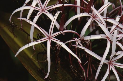 Flower - Crinum x amabile: Giant Spider Lily