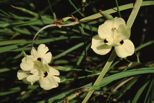 Flower - Dietes bicolor: Evergreen Iris