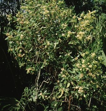 Full Form - Dodonaea viscosa: Varnish Leaf, Hopbush