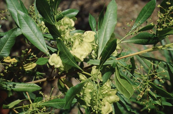 Leaf - Dodonaea viscosa: Varnish Leaf, Hopbush