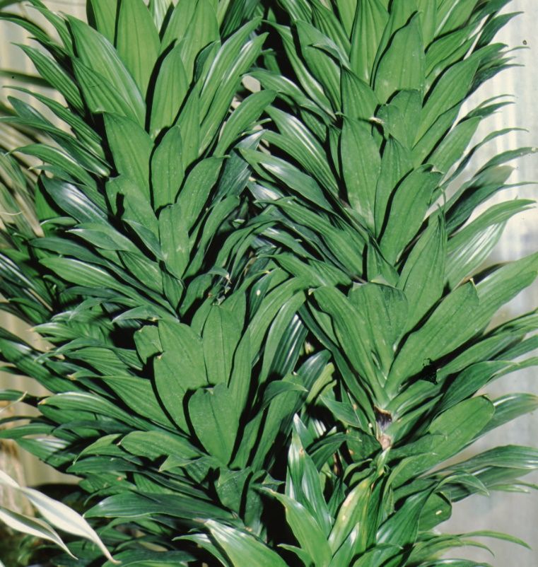 Leaf - Dracaena deremensis: Dracaena
