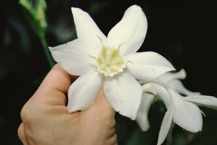Flower - Eucharis amazonica: Amazon Lily, Eucharist Lily