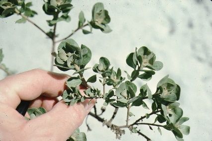 Leaf - Garberia heterophylla: Garberia