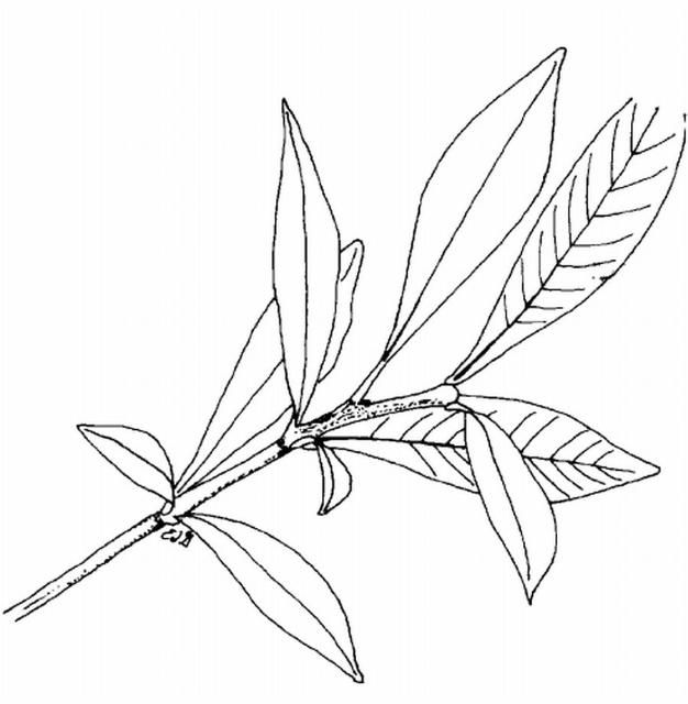 Figure 1. Dwarf gardenia.