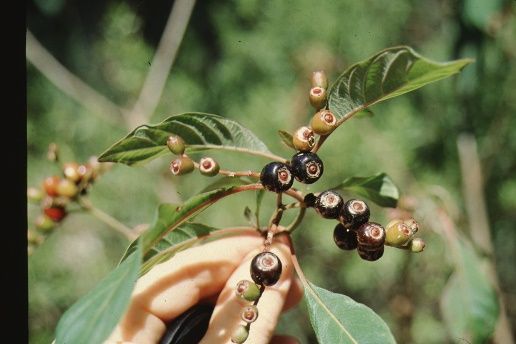 Fruit - Hamelia patens: Firebush, Scarlet Bush