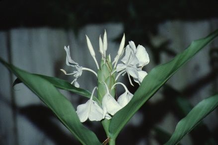 Flower - Hedychium coronarium: Butterfly ginger, white garland-lily, white gingerlily.