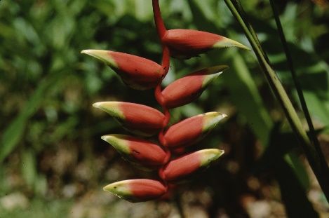 Flower - Heliconia rostrata: Lobster Claw