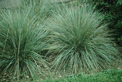 Full Form - Helictrotrichon sempervirens: Blue oat grass.