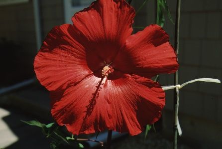 Full Form - Hibiscus coccineus: Scarlet rosemallow, Texas star hibiscus, swamp hibiscus.