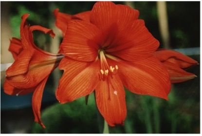 Flower - Hippeastrum x hybridum: Amaryllis