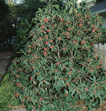 Full Form - Illicium floridanum: Florida Anise Tree, Florida Anise