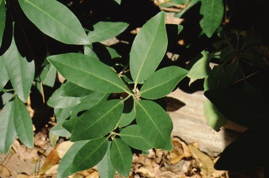 Leaf - Illicium parviflorum: Anise, Yellow Anisetree, Star Anise 