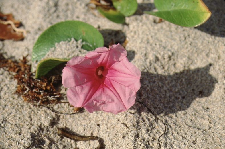 Flower - Ipomoea pes-caprae: Beach Morning Glory